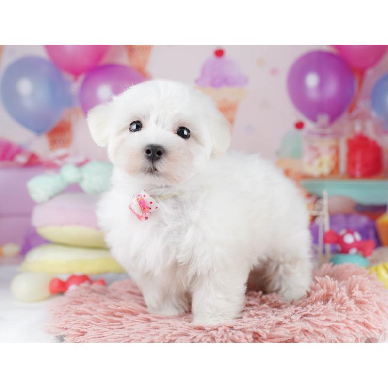 販売中の千葉県のマルプー:マルチーズ×トイプードル-431613の9枚目