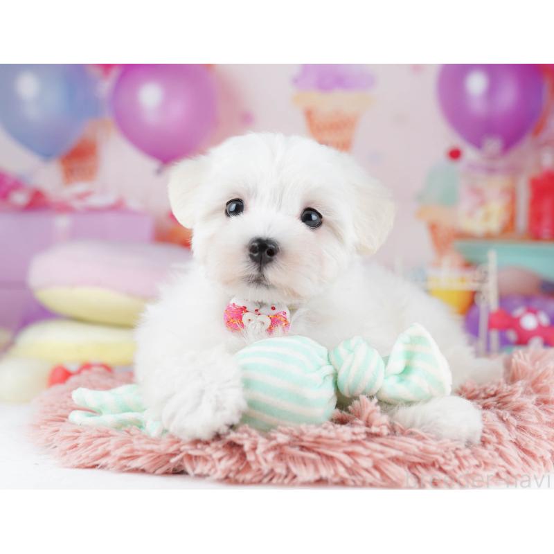 販売中の千葉県のマルプー:マルチーズ×トイプードル-431613の8枚目