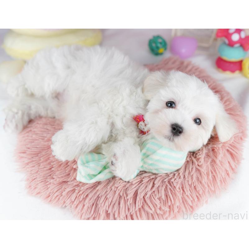 販売中の千葉県のマルプー:マルチーズ×トイプードル-431613