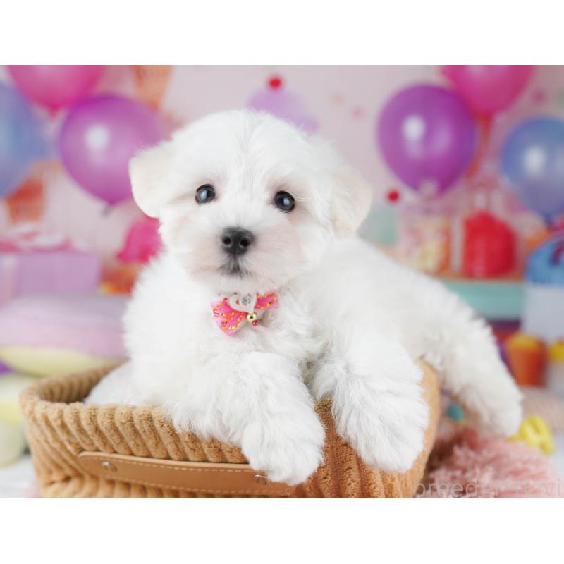 販売中の千葉県のマルプー:マルチーズ×トイプードル-431613の7枚目