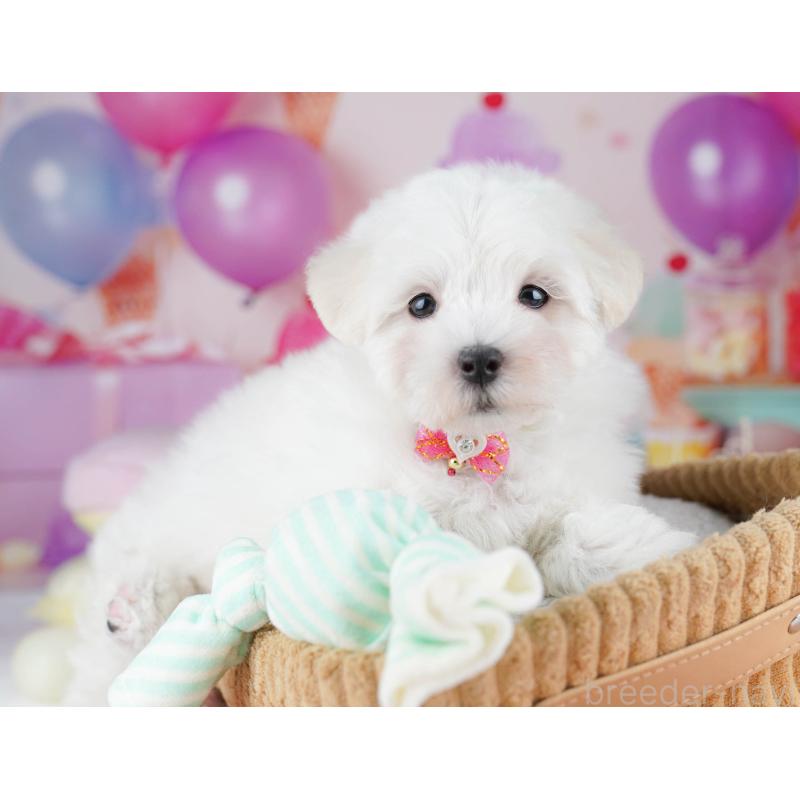 販売中の千葉県のマルプー:マルチーズ×トイプードル-431613の6枚目