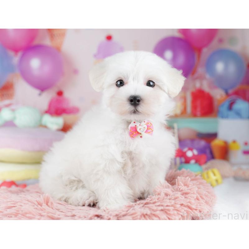 販売中の千葉県のマルプー:マルチーズ×トイプードル-431613の5枚目