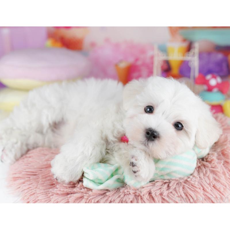 販売中の千葉県のマルプー:マルチーズ×トイプードル-431613の4枚目