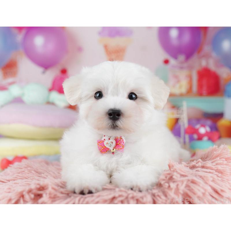 販売中の千葉県のマルプー:マルチーズ×トイプードル-431613の3枚目