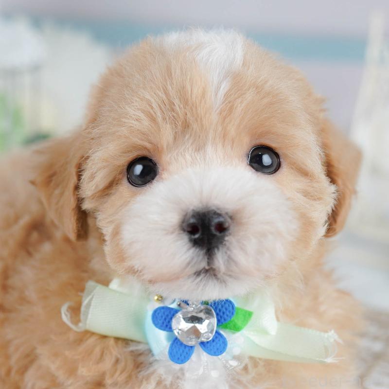 販売中の千葉県のマルプー:マルチーズ×トイプードル-431610の11枚目