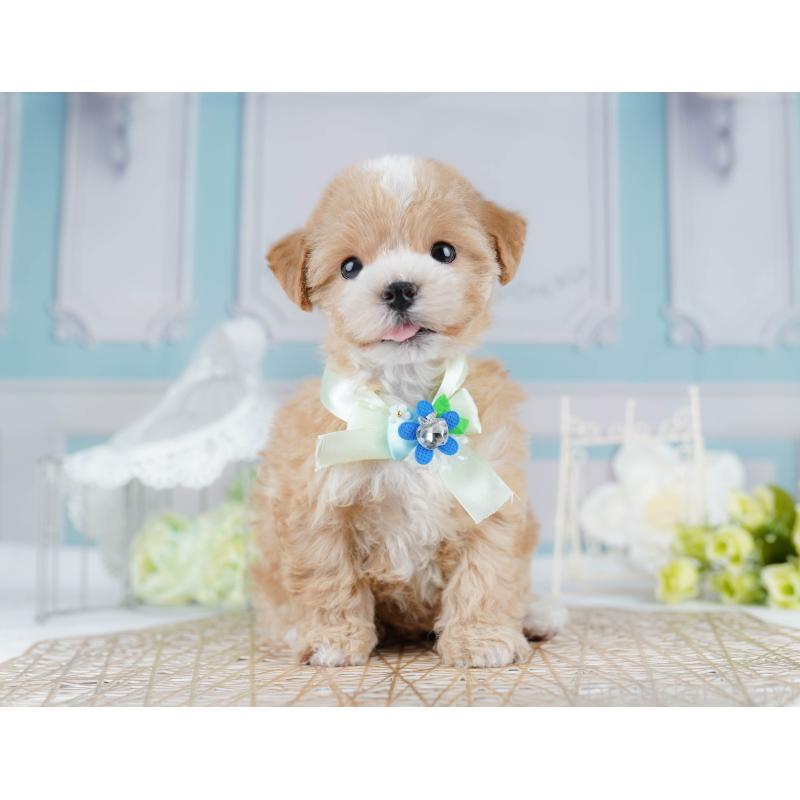 販売中の千葉県のマルプー:マルチーズ×トイプードル-431610の10枚目