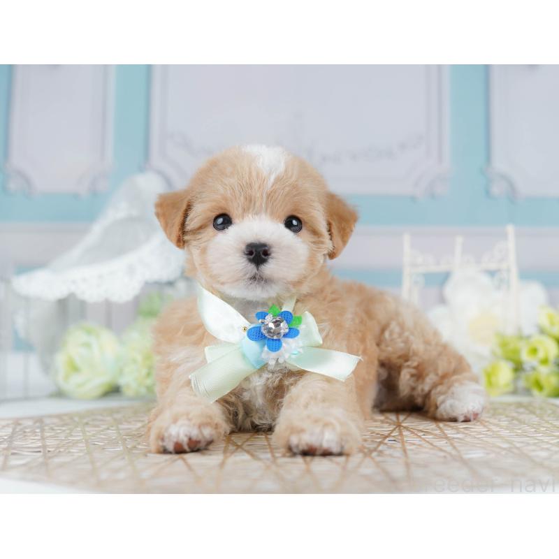 販売中の千葉県のマルプー:マルチーズ×トイプードル-431610の9枚目