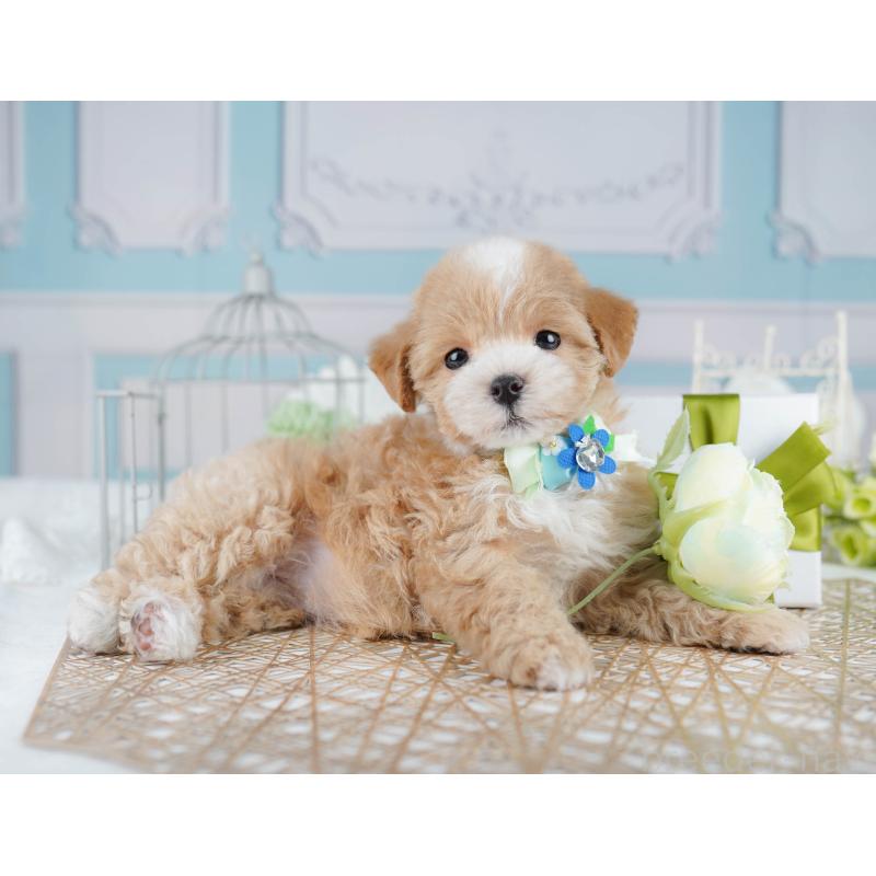 販売中の千葉県のマルプー:マルチーズ×トイプードル-431610の1枚目