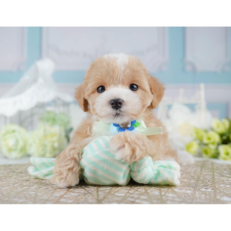 販売中の千葉県のマルプー:マルチーズ×トイプードル-431610の8枚目