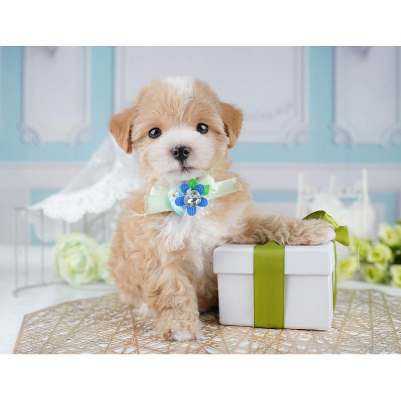 販売中の千葉県のマルプー:マルチーズ×トイプードル-431610の7枚目