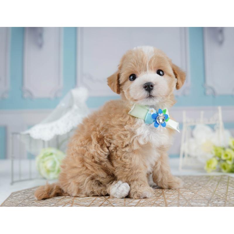 販売中の千葉県のマルプー:マルチーズ×トイプードル-431610の6枚目