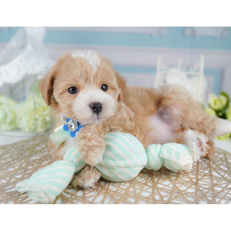 販売中の千葉県のマルプー:マルチーズ×トイプードル-431610の5枚目