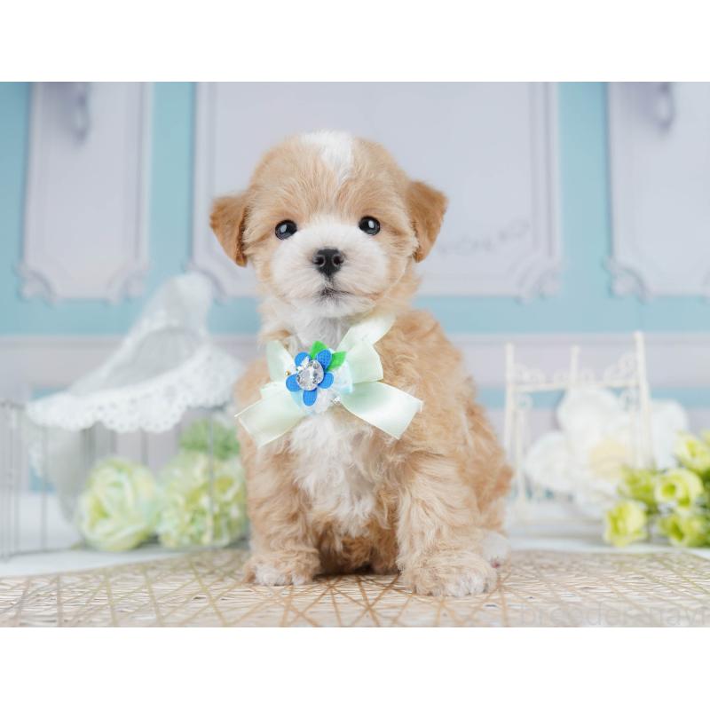 販売中の千葉県のマルプー:マルチーズ×トイプードル-431610の4枚目