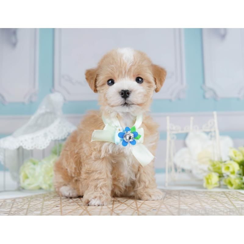 販売中の千葉県のマルプー:マルチーズ×トイプードル-431610の3枚目