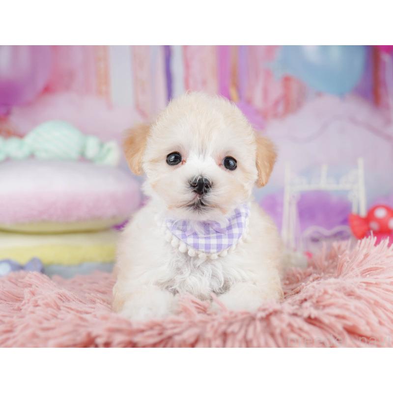 販売中の千葉県のマルプー:マルチーズ×トイプードル-431608の11枚目