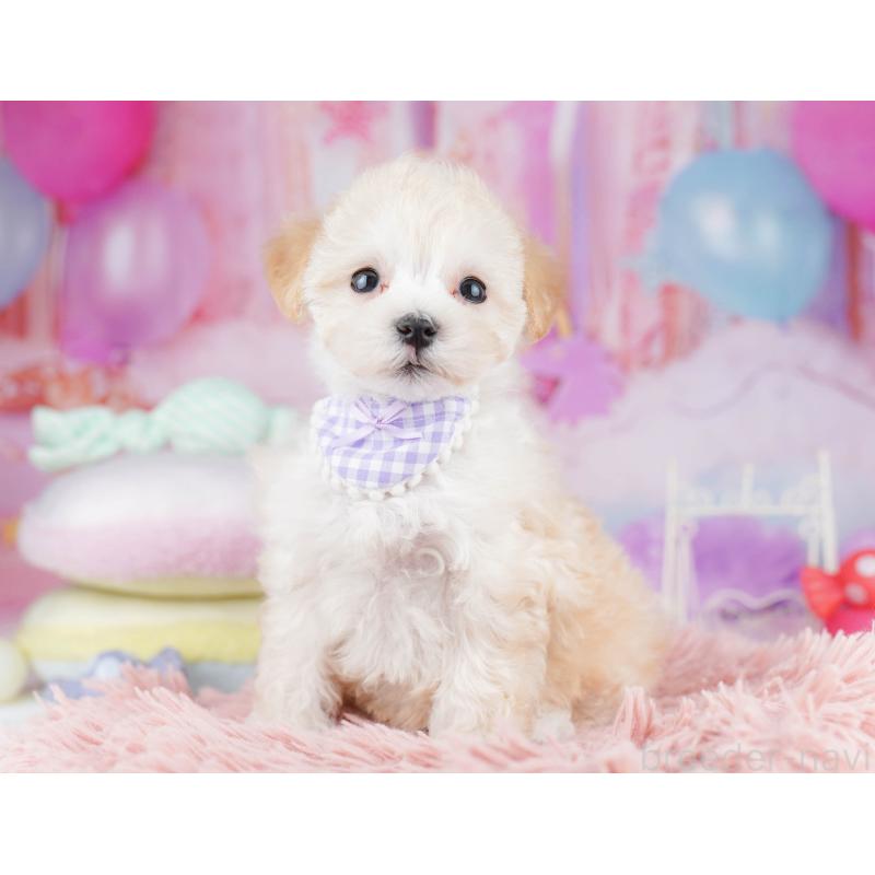 販売中の千葉県のマルプー:マルチーズ×トイプードル-431608の9枚目