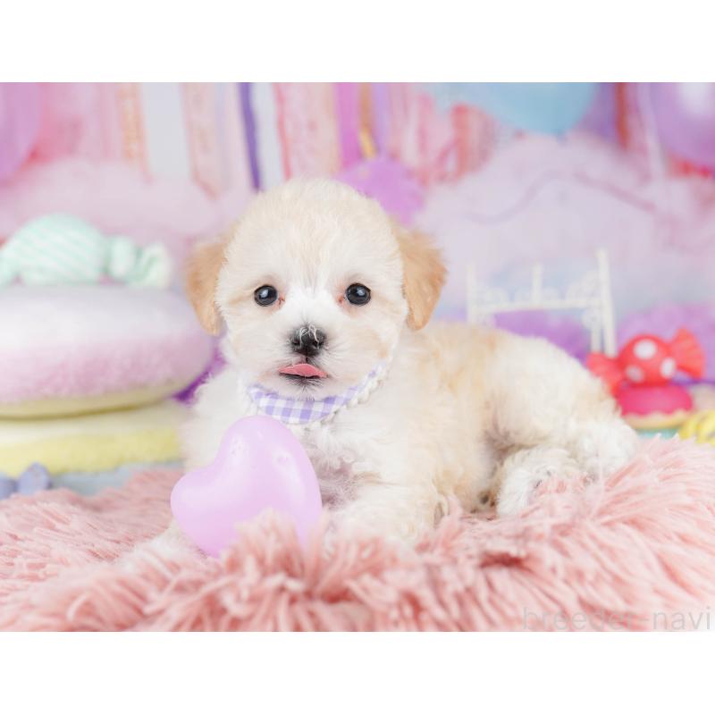 販売中の千葉県のマルプー:マルチーズ×トイプードル-431608の7枚目