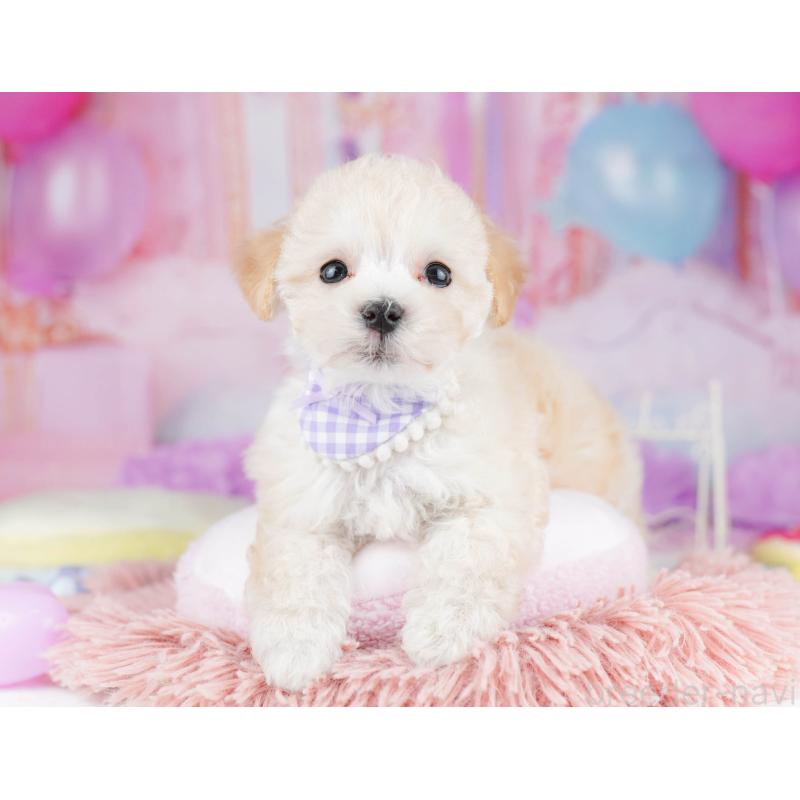 販売中の千葉県のマルプー:マルチーズ×トイプードル-431608の6枚目