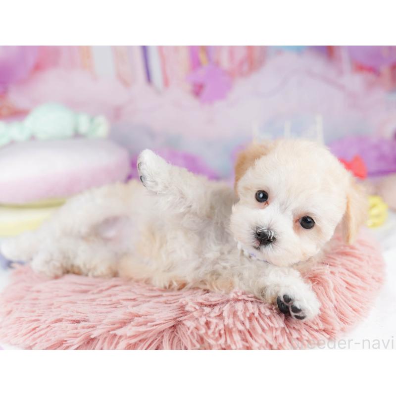 販売中の千葉県のマルプー:マルチーズ×トイプードル-431608