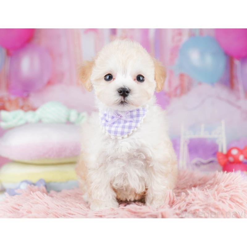 販売中の千葉県のマルプー:マルチーズ×トイプードル-431608の4枚目