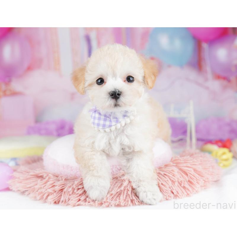 販売中の千葉県のマルプー:マルチーズ×トイプードル-431608の3枚目