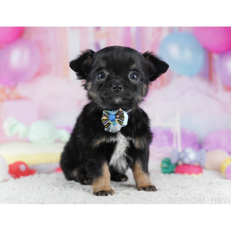 販売中の千葉県のチワワ(ロングコート)-431606の11枚目