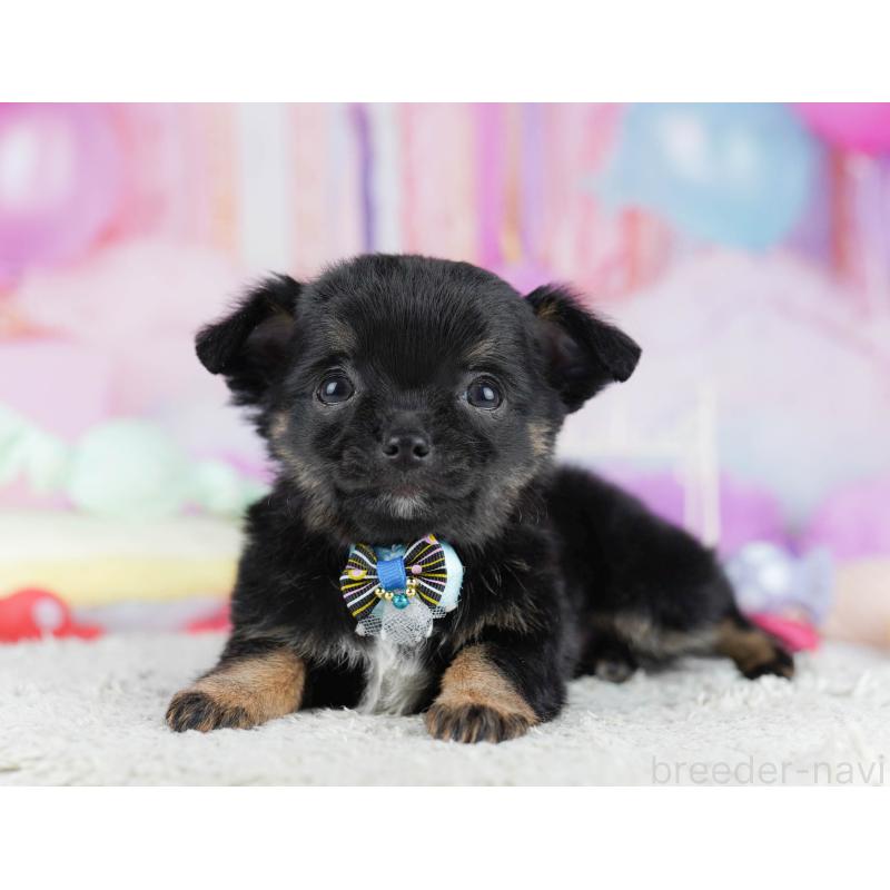 販売中の千葉県のチワワ(ロングコート)-431606の10枚目