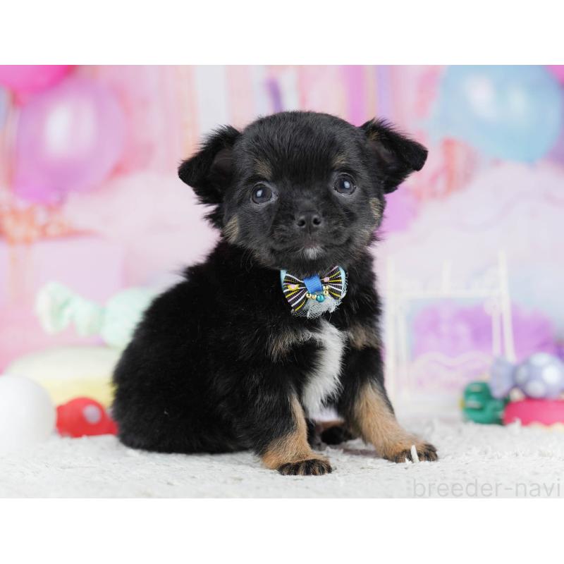 販売中の千葉県のチワワ(ロングコート)-431606の9枚目