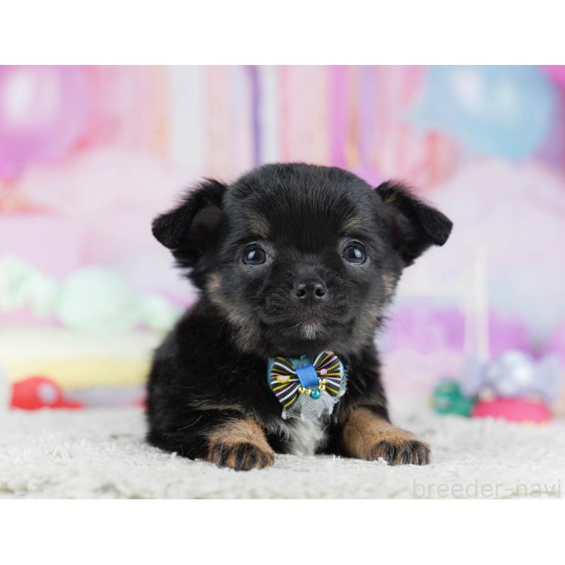 販売中の千葉県のチワワ(ロングコート)-431606の8枚目