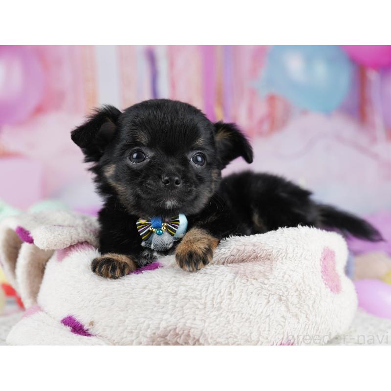 販売中の千葉県のチワワ(ロングコート)-431606の7枚目