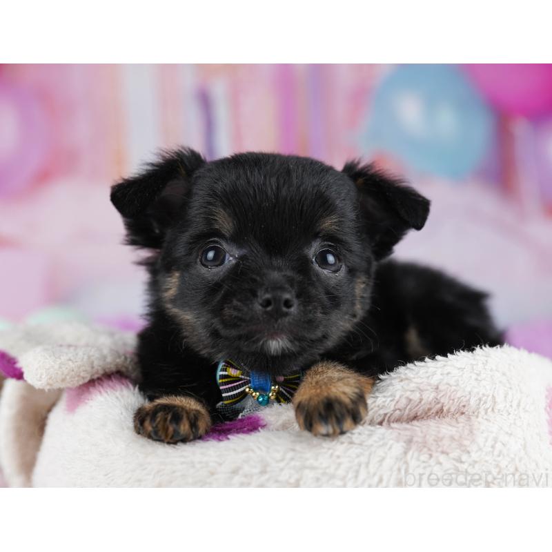 販売中の千葉県のチワワ(ロングコート)-431606の6枚目