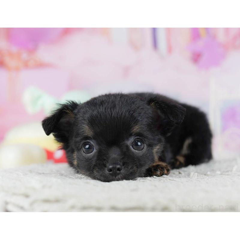 販売中の千葉県のチワワ(ロングコート)-431606の5枚目