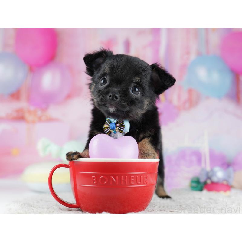 販売中の千葉県のチワワ(ロングコート)-431606の1枚目