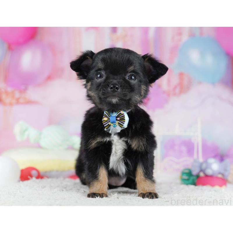 販売中の千葉県のチワワ(ロングコート)-431606の4枚目