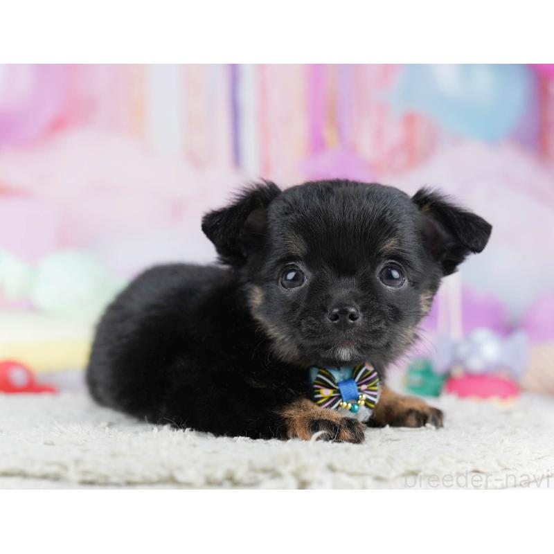 販売中の千葉県のチワワ(ロングコート)-431606の3枚目