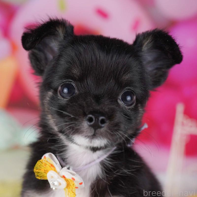 販売中の千葉県のチワワ(ロングコート)-431422の11枚目