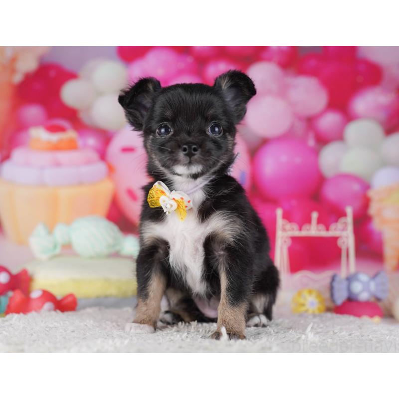 販売中の千葉県のチワワ(ロングコート)-431422の10枚目