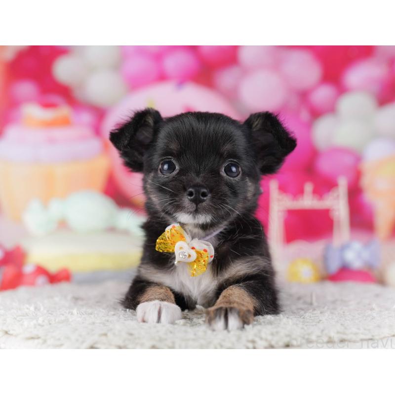 販売中の千葉県のチワワ(ロングコート)-431422の9枚目