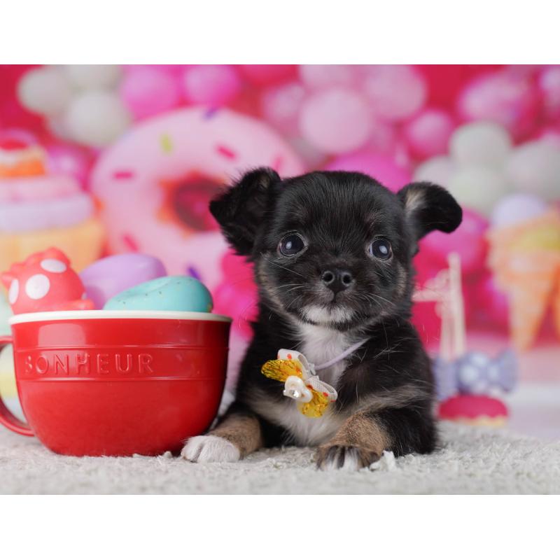 販売中の千葉県のチワワ(ロングコート)-431422の6枚目