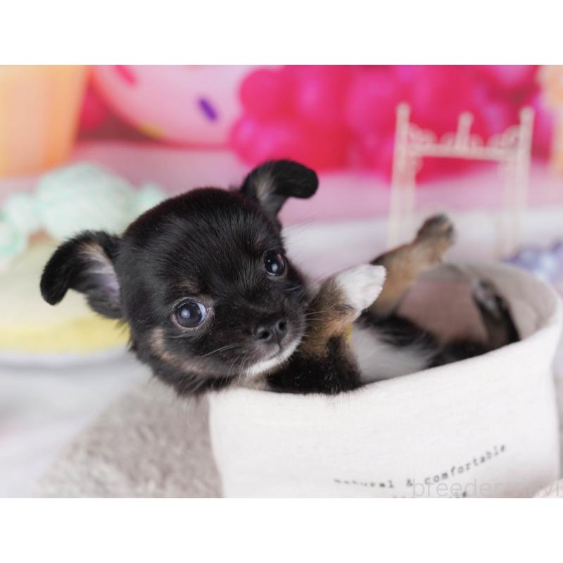 販売中ののチワワ(ロングコート)-431422