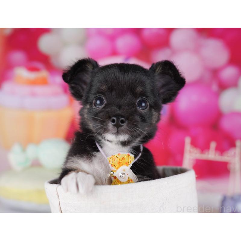 販売中の千葉県のチワワ(ロングコート)-431422の4枚目