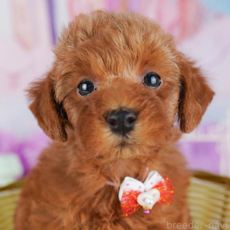 販売中の千葉県のトイプードル-431406の11枚目