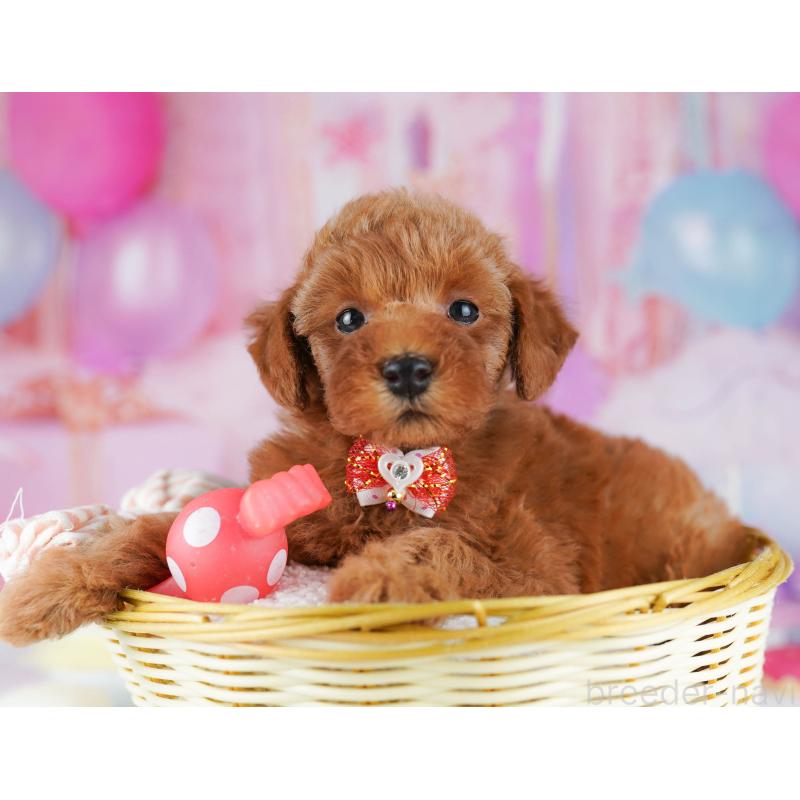 販売中の千葉県のトイプードル-431406