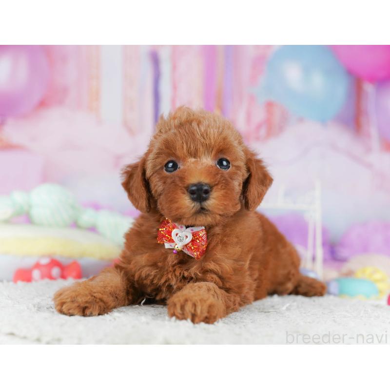 販売中の千葉県のトイプードル-431406の10枚目