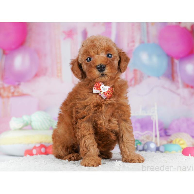 販売中の千葉県のトイプードル-431406の9枚目