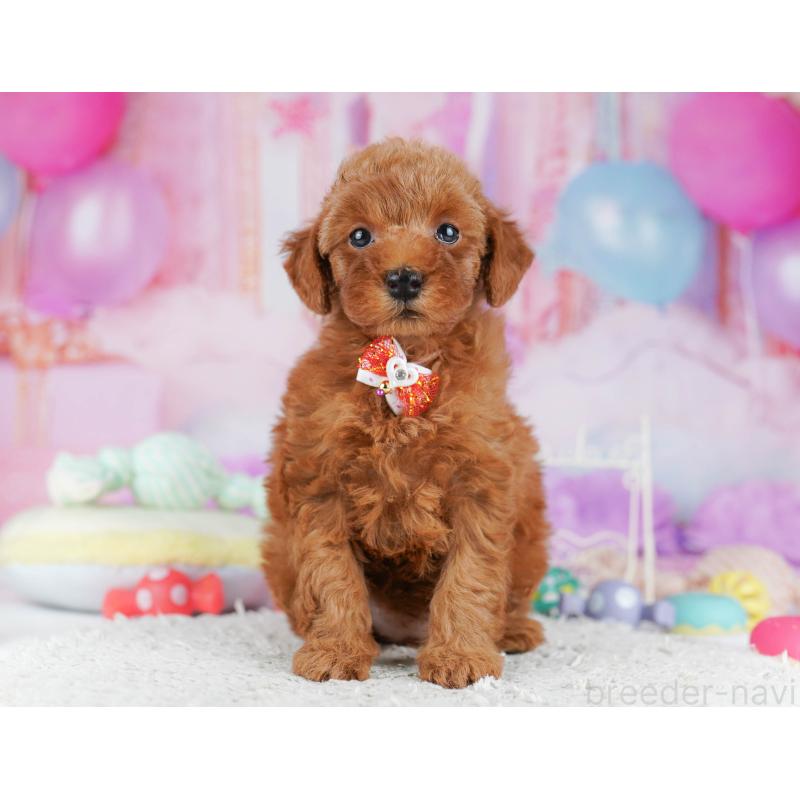 販売中の千葉県のトイプードル-431406の8枚目