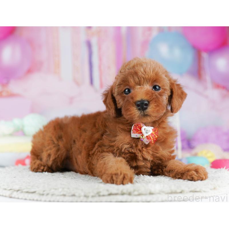 販売中の千葉県のトイプードル-431406の7枚目