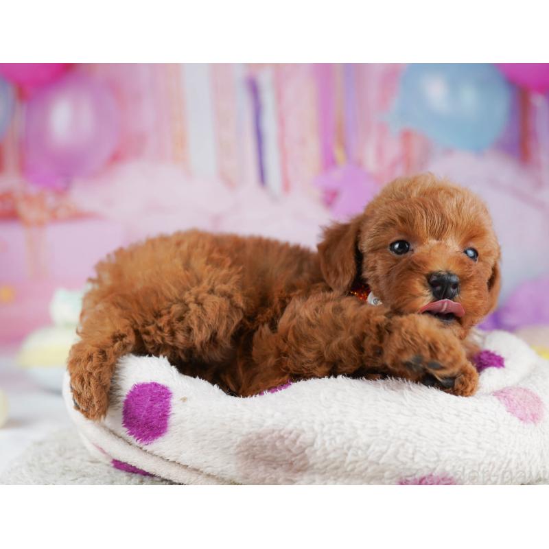 販売中の千葉県のトイプードル-431406の6枚目