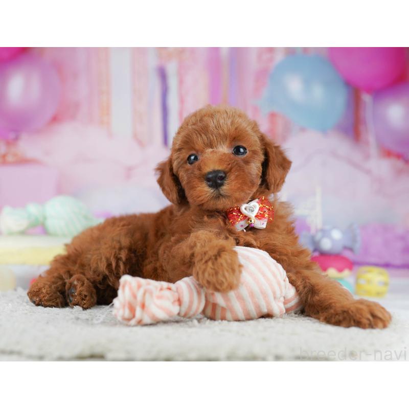 販売中の千葉県のトイプードル-431406の5枚目