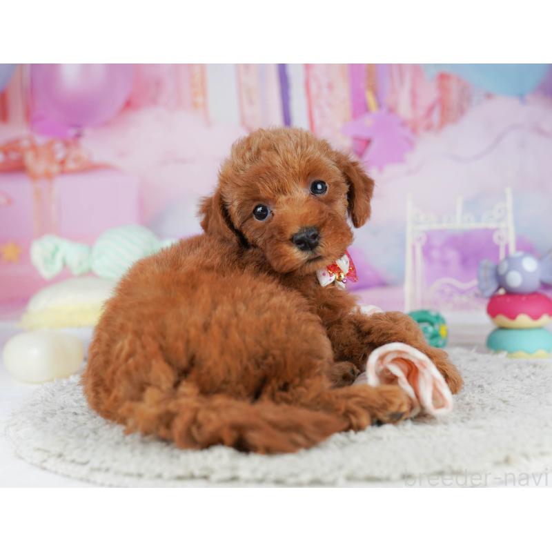 販売中の千葉県のトイプードル-431406の4枚目